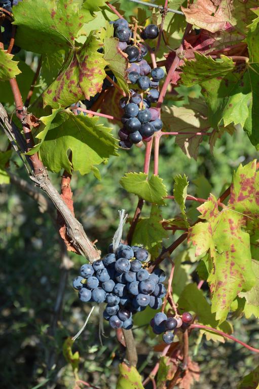 Azienda Agrituristica Carida Zaccanopoli Ngoại thất bức ảnh