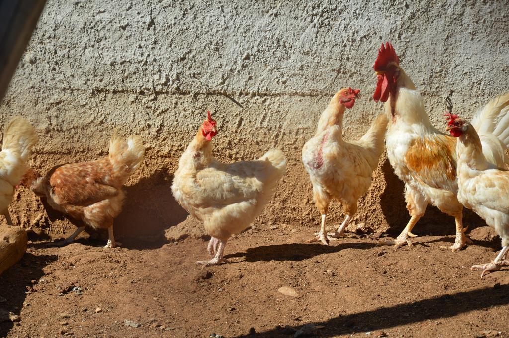 Azienda Agrituristica Carida Zaccanopoli Ngoại thất bức ảnh