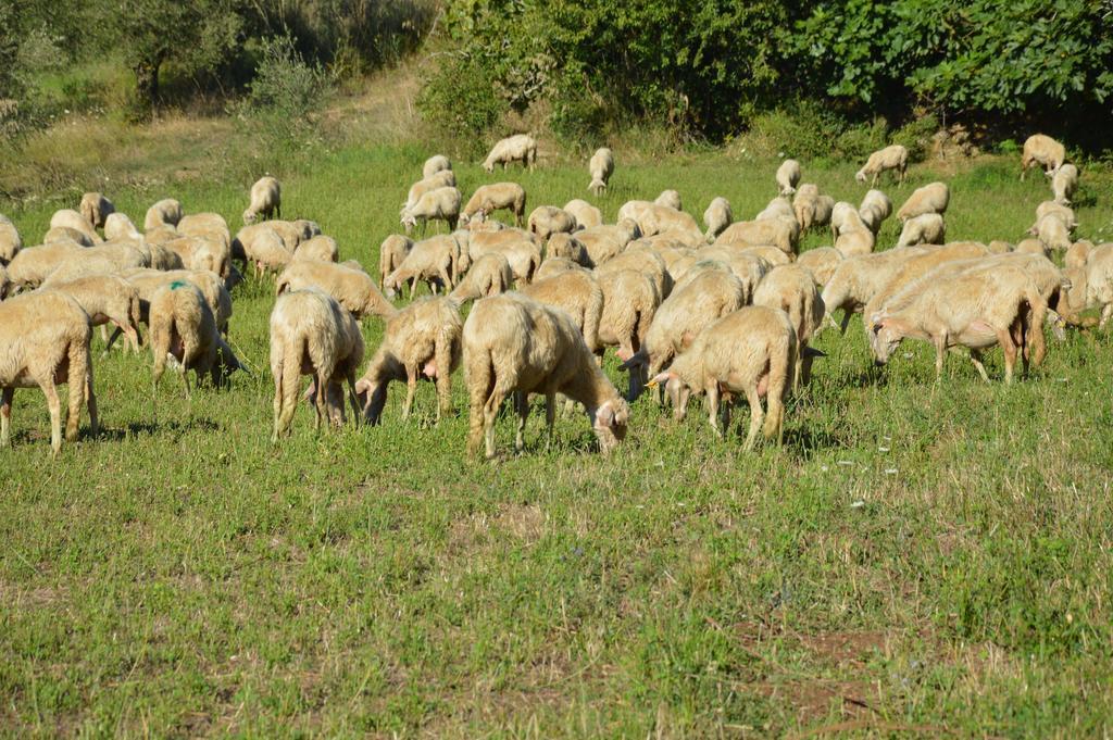 Azienda Agrituristica Carida Zaccanopoli Ngoại thất bức ảnh