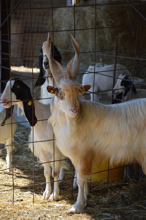 Azienda Agrituristica Carida Zaccanopoli Ngoại thất bức ảnh